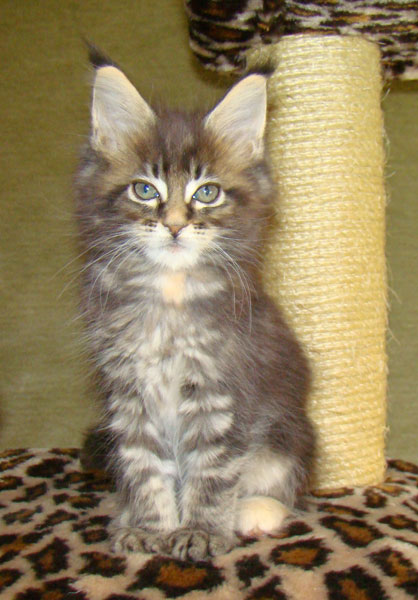     Catsvill County